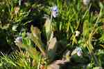 Backförgätmigej (M. ramosissima). Blommande planta på torr, sandig ängsmark, utspärrat hårig.